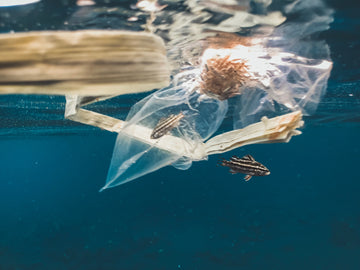 The Biggest Threats to Our Oceans & What You Can Do To Help